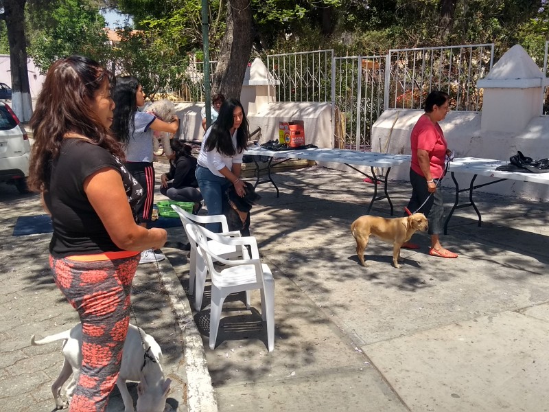 desconocen familias reglamento de mascotas