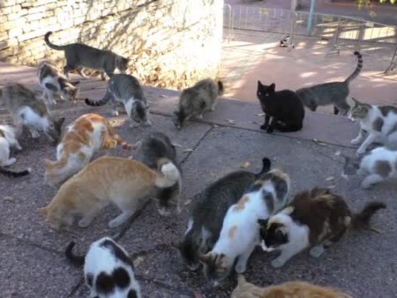 1 millón 800 mil gatos ferales en Querétaro