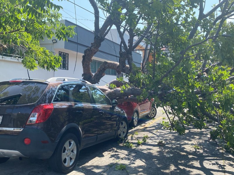10 arboles caídos y afectaciones a carros el saldo en Puerto-Veracruz 10 arboles caídos y afectaciones a carros el saldo en Puerto-Veracruz