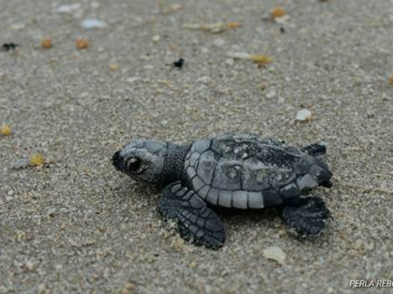 10% de tortugas liberadas llegan a edad adulta