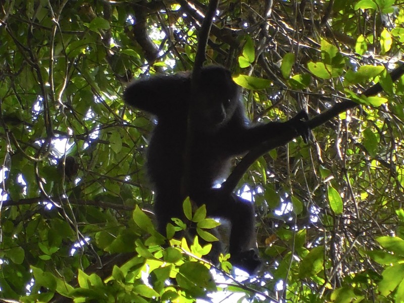 10 especies en peligro en Agua Azul reporta Conanp