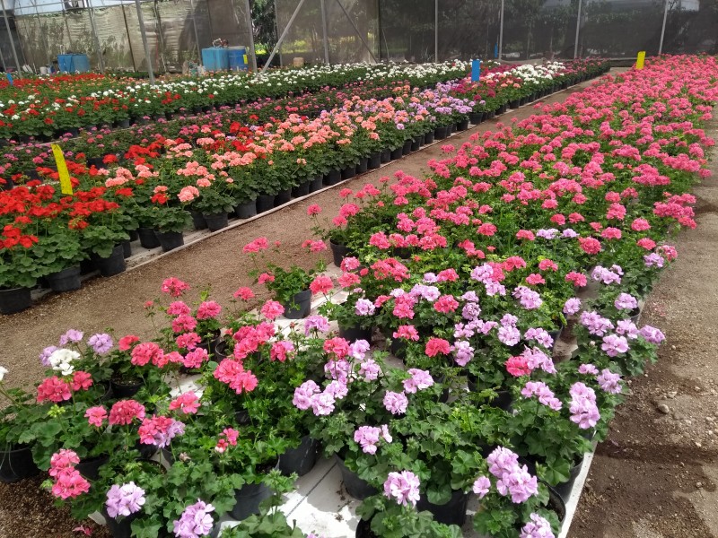 10 mil plantas florales serán plantadas el lunes