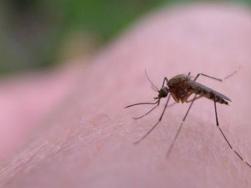 10 niños con dengue en escuela: SEV