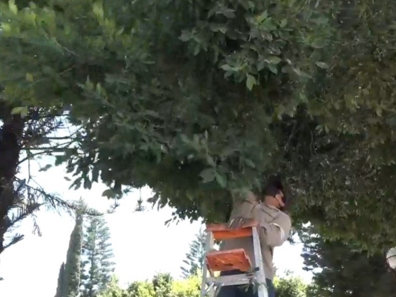 100 árboles fueron sustituidos tras infectarse con hongo negro