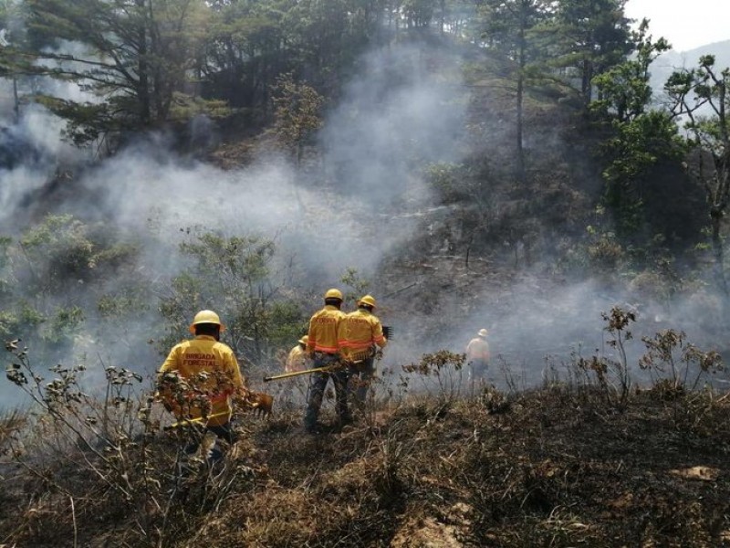 100 incendios forestales en Oaxaca, 11 de ellos activos: COESFO