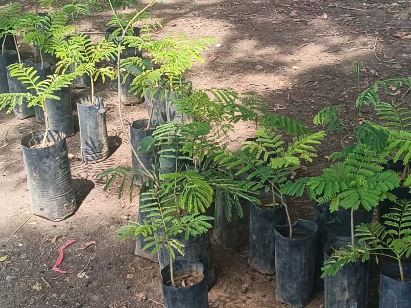 11 148 Árboles han sido plantados en Zamora