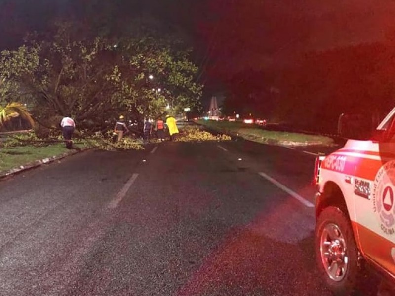 11 árboles derribados, saldo de lluvias en cuatro municipios