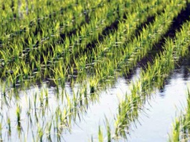 11 mil hectáreas afectadas por lluvia en Zacatecas