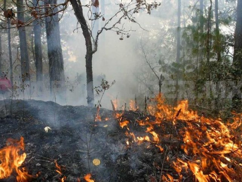 12 años de prisión a ecocidas