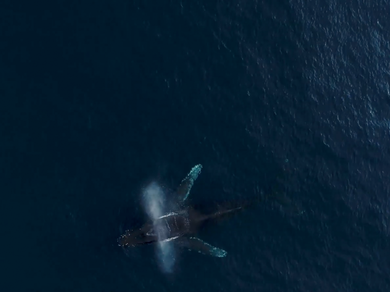 120 avistamientos de ballenas en esta temporada