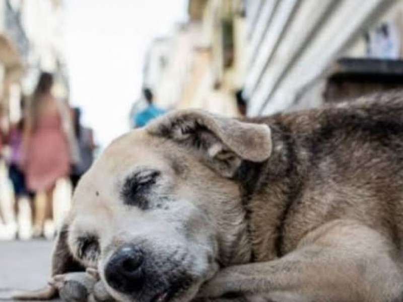 120 mascotas fueron rescatadas por protectoras de animales