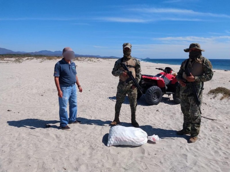 1200 huevos de tortuga asegurados por SEMAR