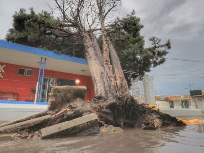 126 arboles derribados por fuertes vientos