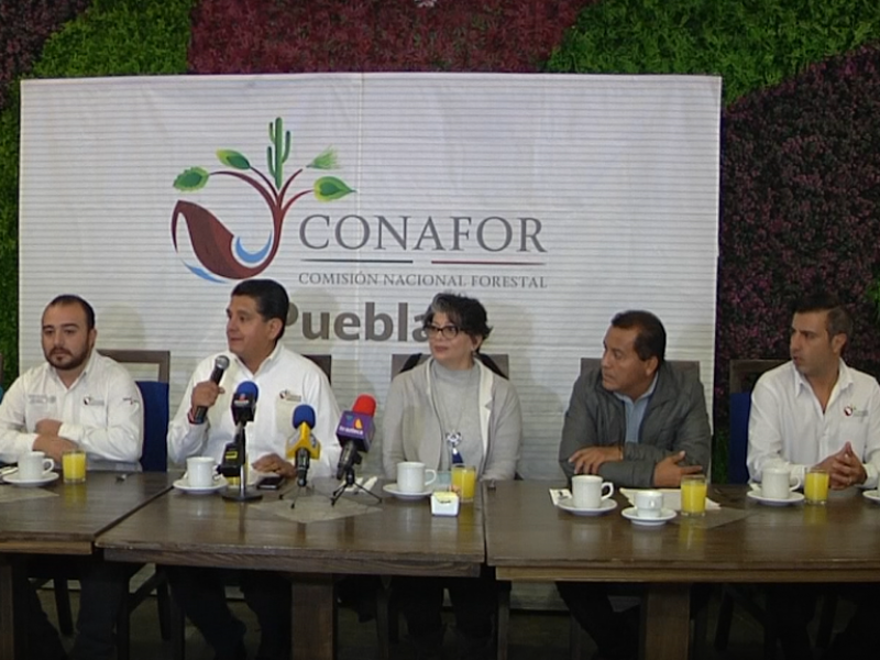 13 mil árboles navideños estarán en venta: CONAFOR