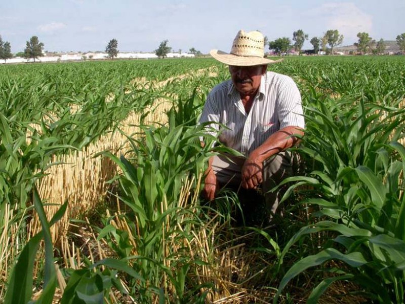 13 Organismos agrícolas en Sonora piden piso parejo para cosechas