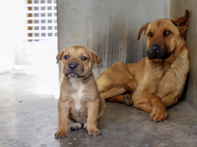 14 mil pesos de multa pagarán agresores de mascotas