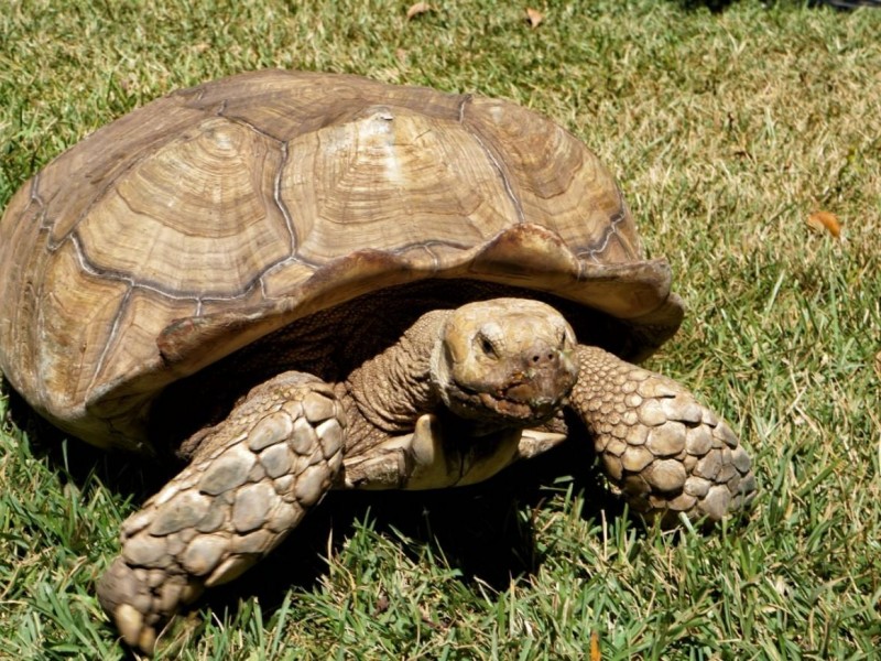 14%de  especies mexicanas están en riesgo de extincion