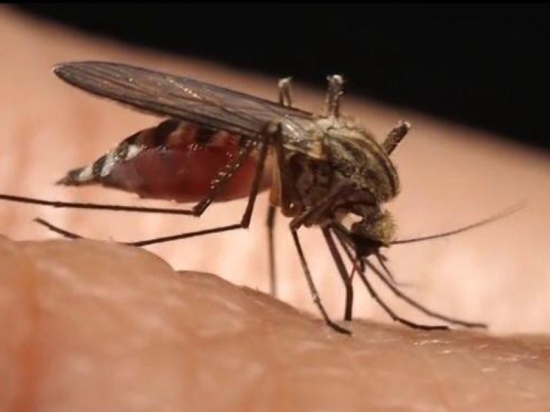 15 casos de dengue en Zacatecas, 12 de ellos autóctonos