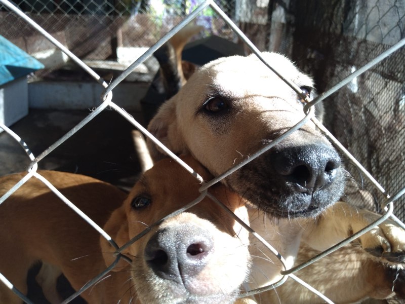 15 gatos y 68 perros esperan ser adoptados en navidad