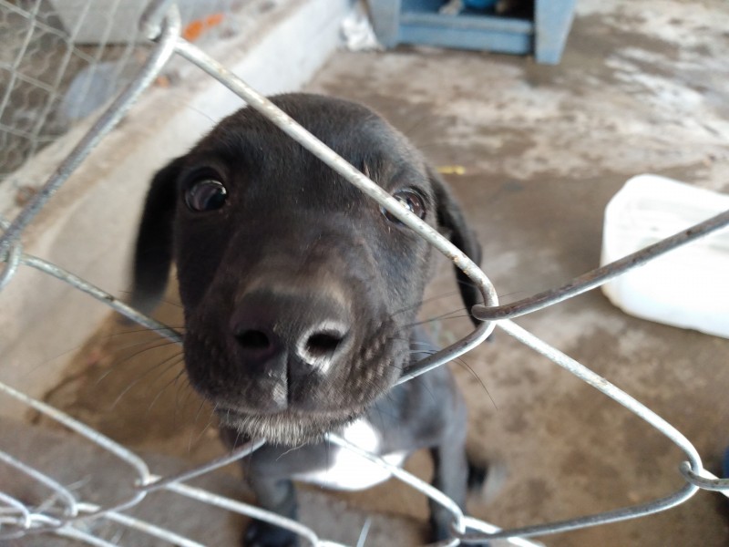 15 perros y 10 gatos esperan ser adoptados