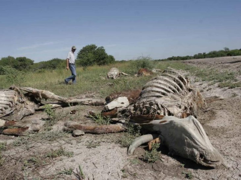 1500 muertes de cabezas de ganado por sequía