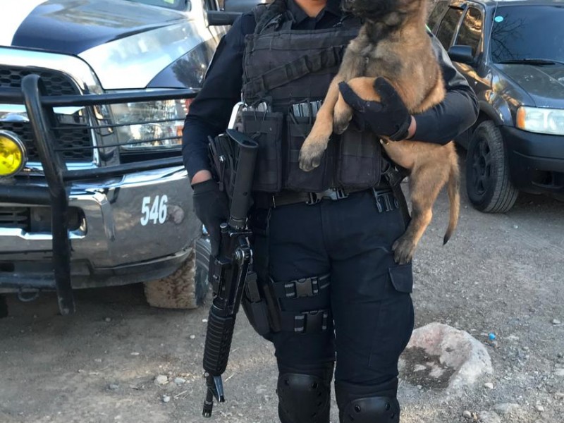 16 caninos forman parte de la Policía Estatal