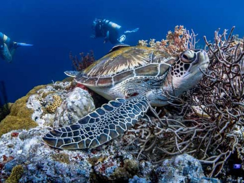 16 de junio, día mundial de las tortugas marinas