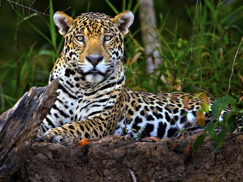 16 especies de animales en Chiapas en peligro de extinción