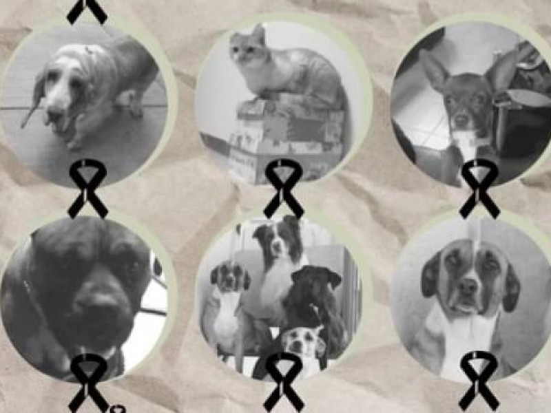 16 mascotas envenenadas en los Frailes en 2 meses