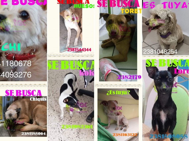 16 mascotas extraviadas por pirotecnia (12 dic), exhortan a evitarla