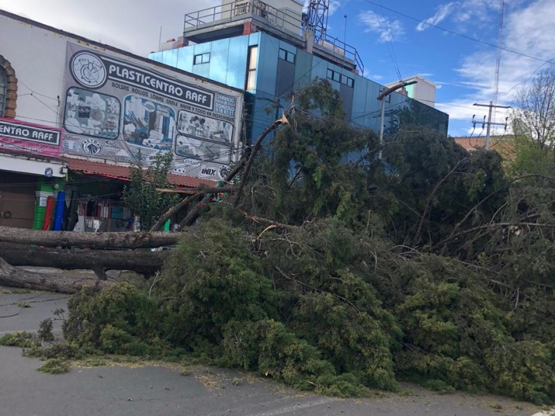 166 árboles derribados en la entidad mexiquense