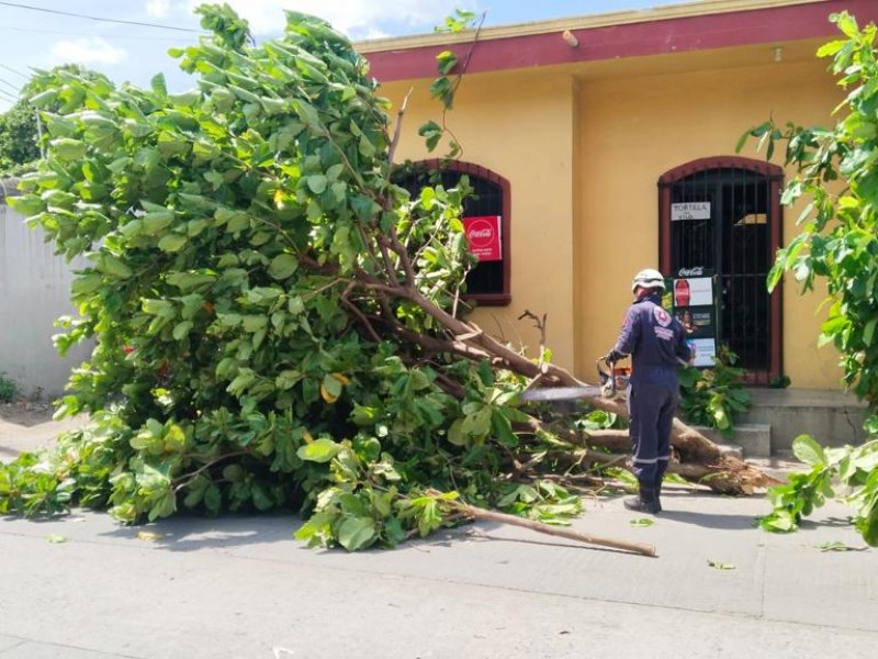 17 afectaciones tras fuertes vientos en Juchitán de Zaragoza