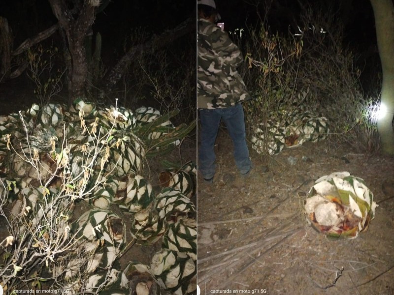 17 toneladas saqueadas de maguey en noviembre-febrero en Zapotitlán