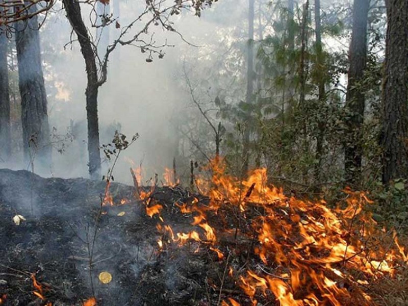 175 incendios registrados en Oaxaca en este 2020