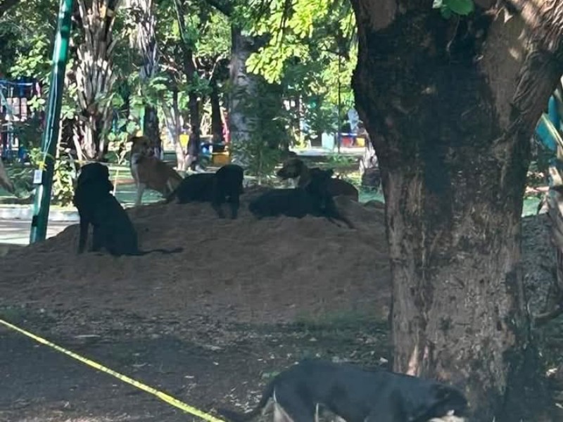 18 perros serán esterilizados y reubicados de Caña Hueca