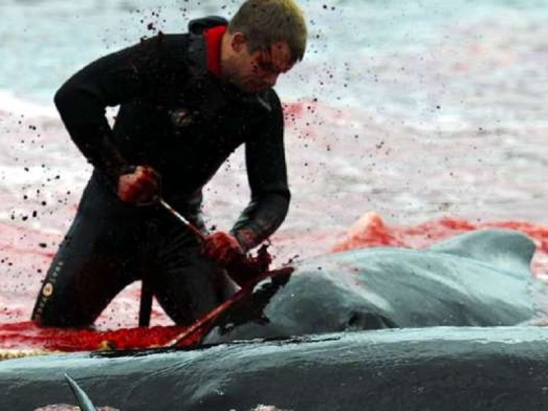 180 Ballenas fueron asesinadas por tradición