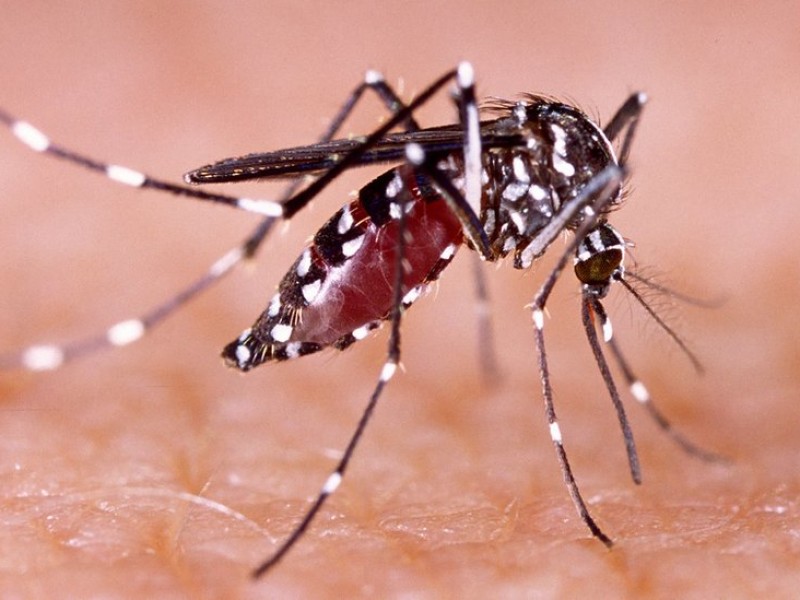 19 casos de dengue y 1 defunción por dengue: SSA