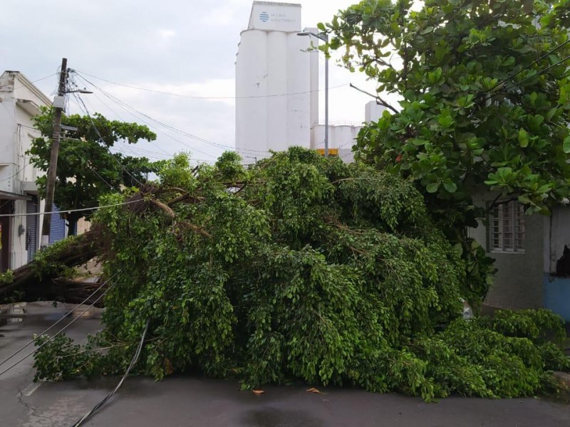 Causan daños árboles caídos por tormenta eléctrica en Veracruz