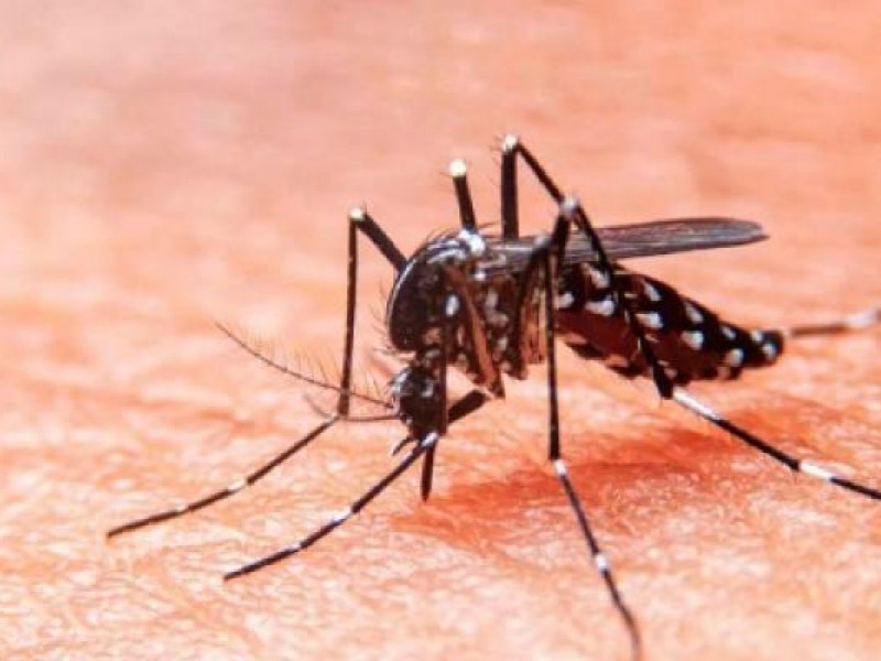 2 casos de dengue con signos alarmantes en Zihuatanejo