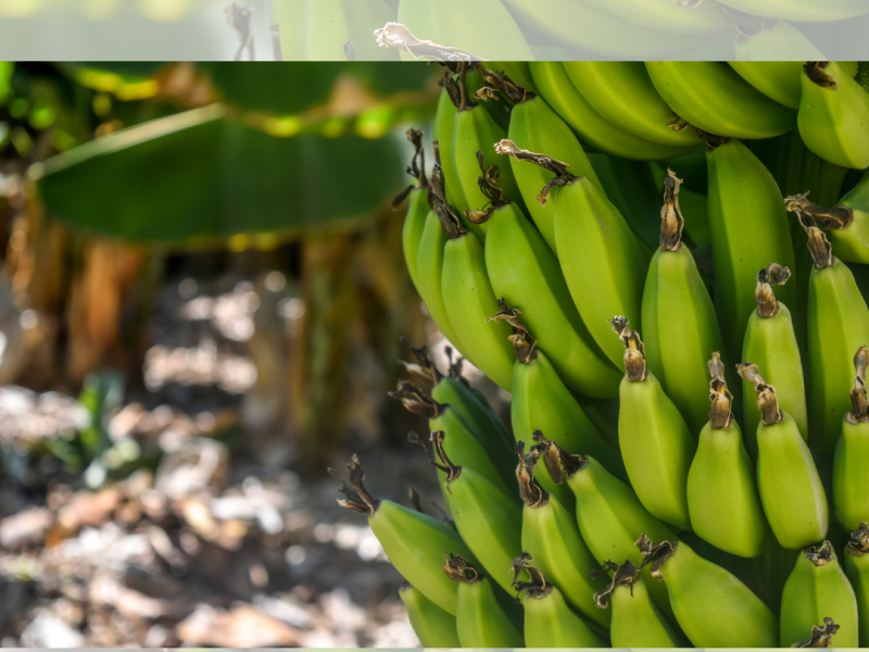 2 mil hectáreas de plátano afectadas por Huracán Enrique