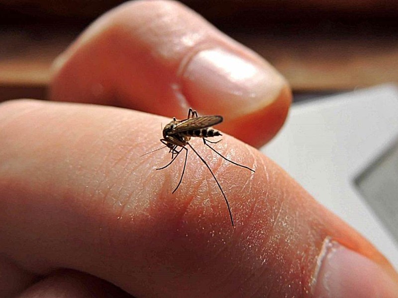 2 muertes por Dengue en Chiapas en 2025