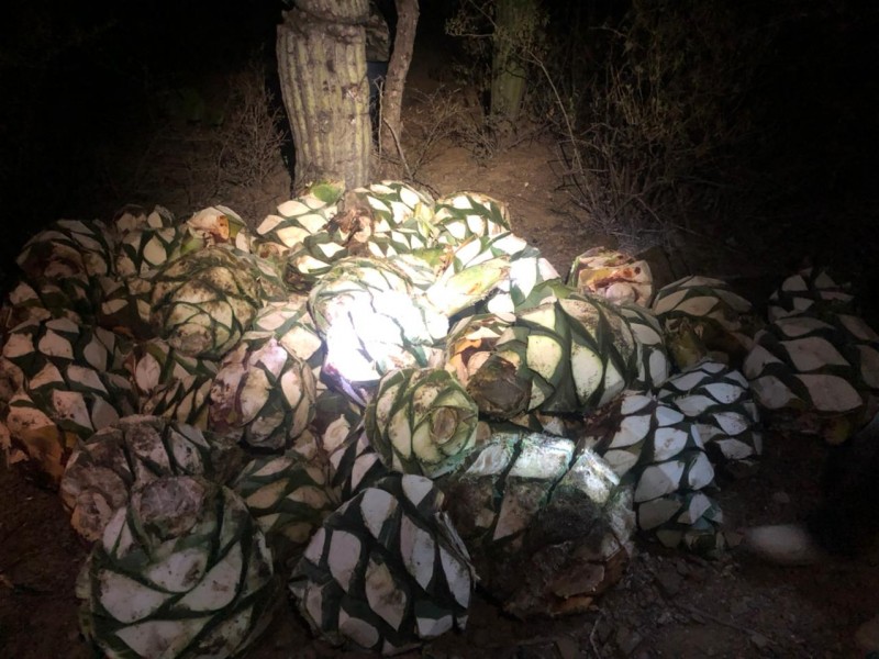 2 saqueos en una semana, 3 toneladas de agave: Zapotitlán