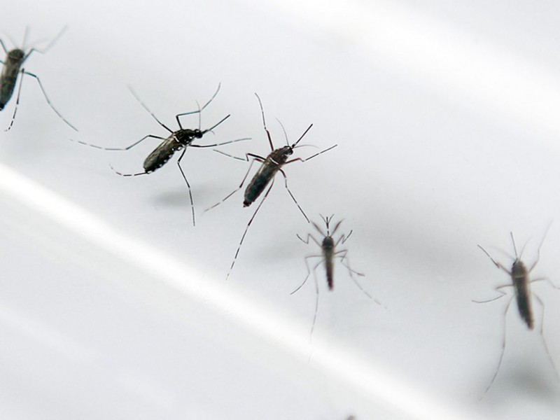 20 de agosto, día mundial de los mosquitos