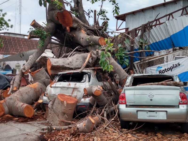 20 días y el árbol y los carros aplastados siguen