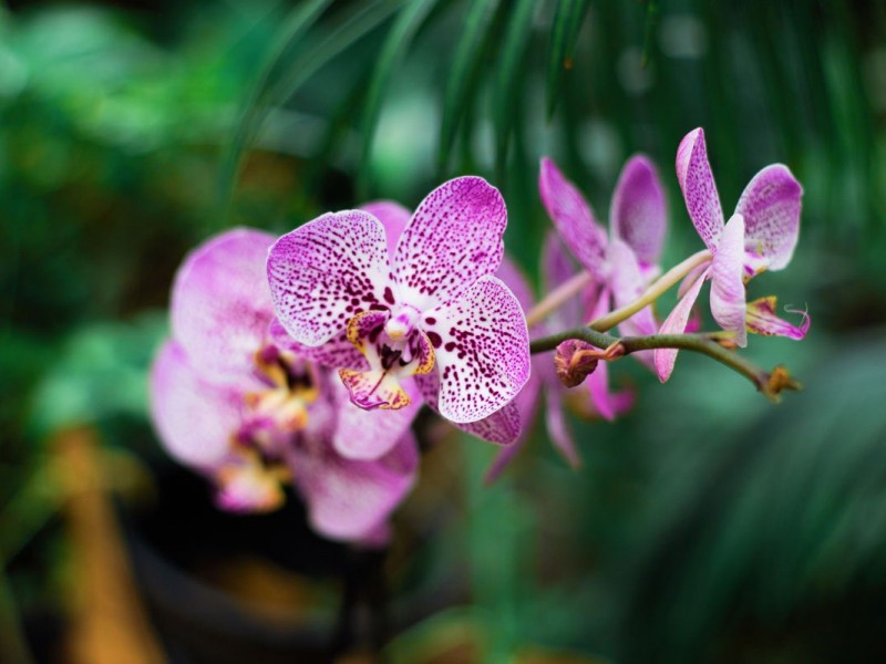 200 especies de orquídeas en peligro de extinción por saqueo