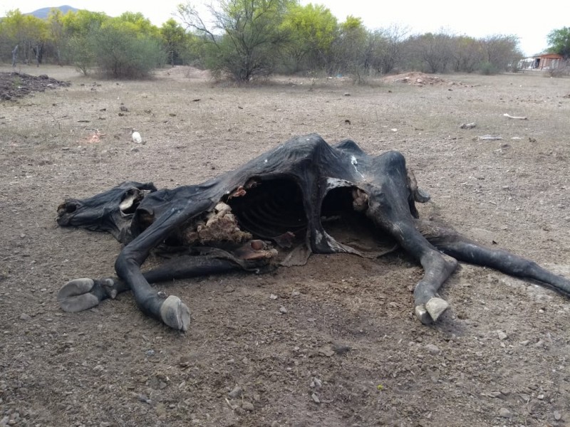 📹200 reses muertas por sequía en Ahome