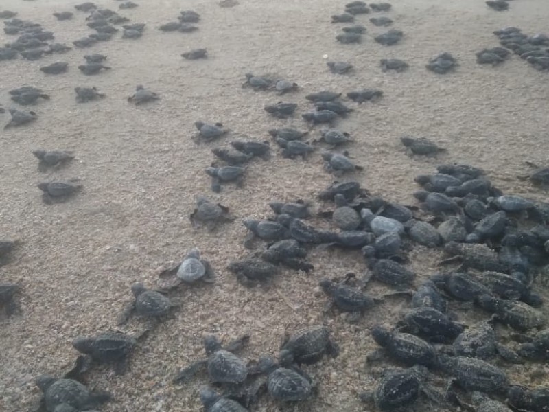 2020 el mejor año para la tortuga marina en Ixtapa-Zihuatanejo