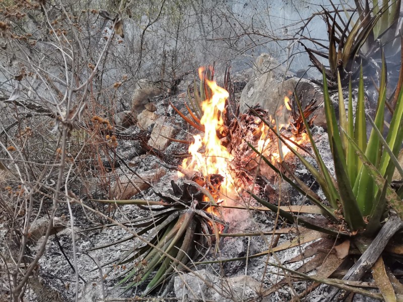 2022: Incendios forestales representan más del 60% de 2021.