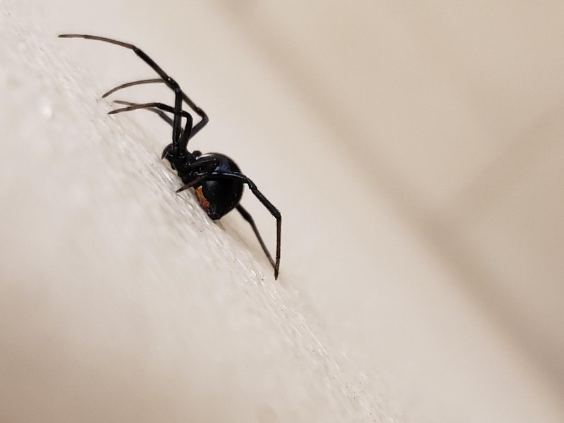 2024: aumentaron picaduras y mordeduras de animales a seres humanos