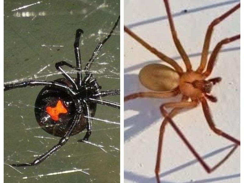 2024, Tehuacán: 19 mordeduras de araña “viuda negra y violinista”